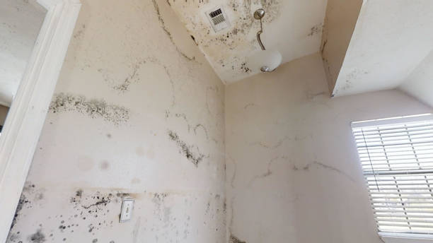 Forensic Mold Investigation in Freedom, PA